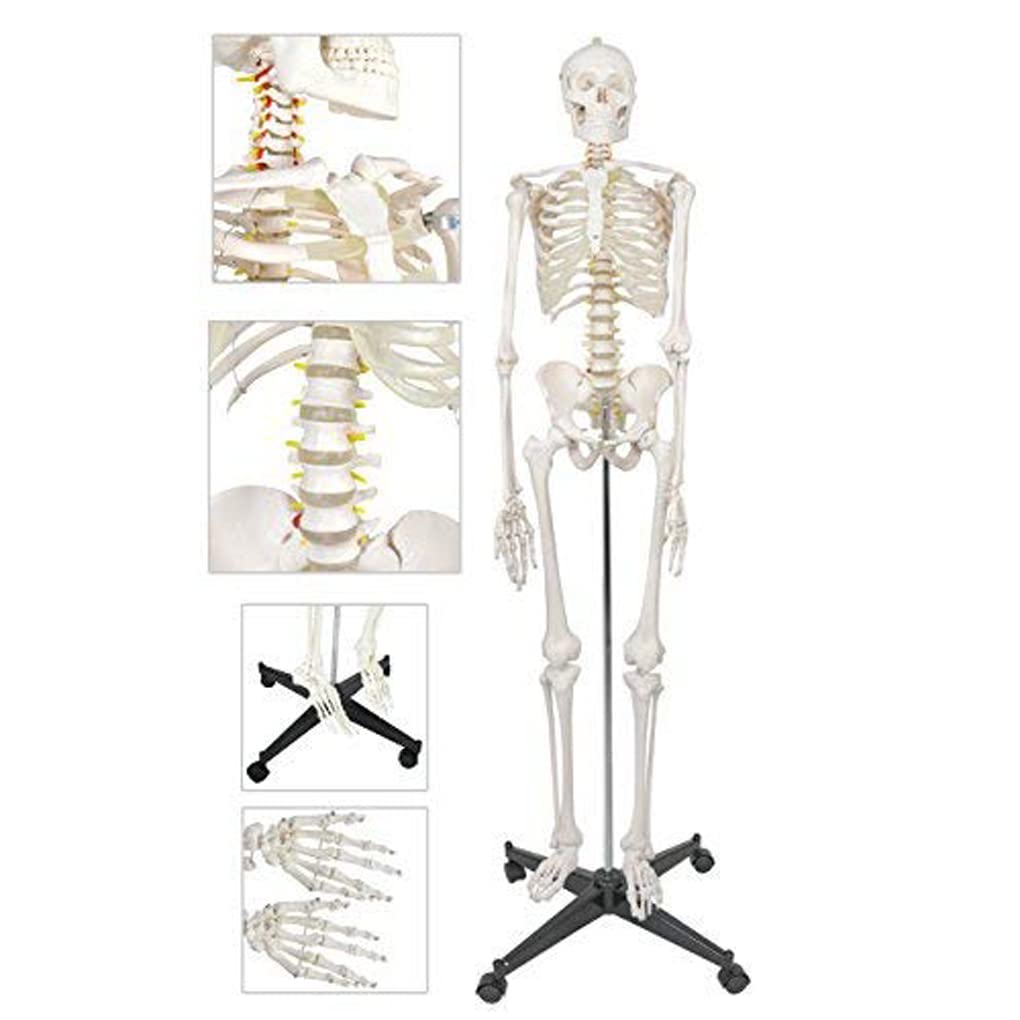 Model szkieletu ludzkiego naturalnej wielkości 170 cm do edukacji anatomicznej – elastyczny szkielet z PCV ze zdejmowaną czaszką, 206 kości, 1 szt.