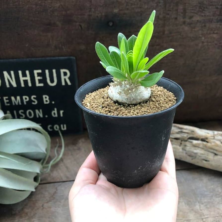 【超美白】　パキポディウム　ブレビカウレ　恵比寿笑い 恵比寿笑い（パキポディウム ブレビカウレ）【大変希少で人気株