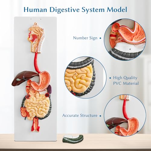 JNMFTD Human Digestive System Anatomy Model,Life Size 2 part Removable Stomach Nasal cavity Pharynx Liver Stomach Rectum Intestine with Product Manual Card Labeled Numbered for Medical Education Study - Thumbnail 3