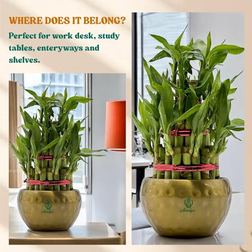 Image of Amulya Farms Lucky Bamboo Plant with Premium Golden Metal Planter | Feng Shui Plants | Good Luck Plant | Vastu Plants for Home Indoor | Live Plants for Living Room, Office, Desk, Decoration (3 layer)