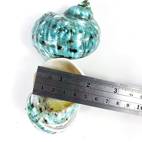Image of Heyiwell 2PC Jade Green Turbo & Jade Green Turbo Banded Shell,Hermit Crab Shell,Turbo Shells Hermit Crab Supplies for Decor 2.5 inch~ 3.5 inch Inch