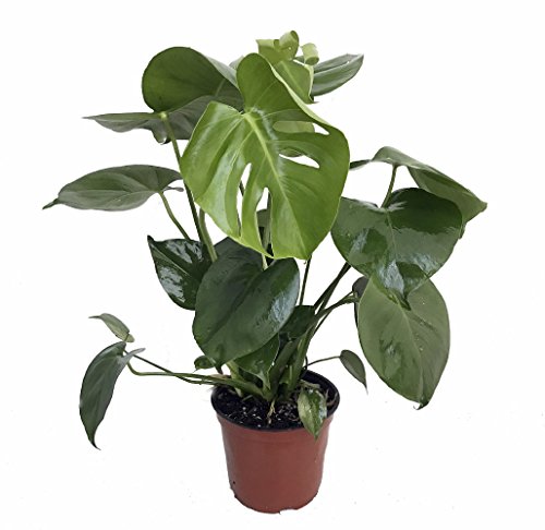 Sale -Hirt's® Split Leaf Philodendron 4" Pot - Monstera - Edible Fruit Pineapple Taste #TOP3