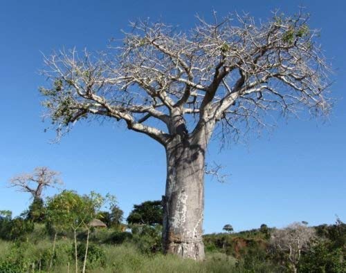 Adansonia digitata BAOBAB semillas del árbol!