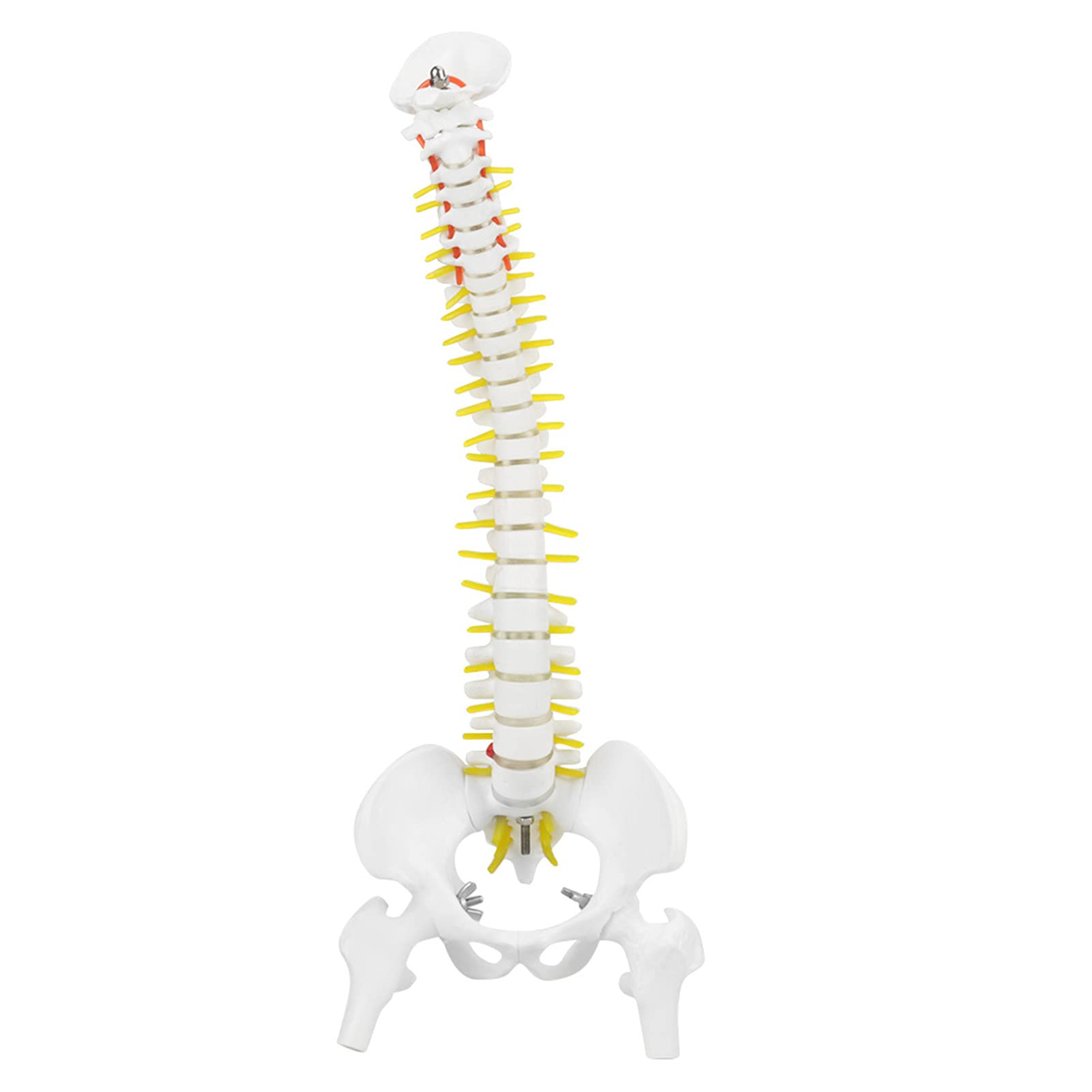 Anatomisches Wirbelsäulen-Modell, 38 cm, Lebensgroß mit Nerven und Becken, Lehrmaterial für Anatomie