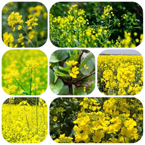 rapear juntos plantas semillas exóticas semillas orgánicas de plantas en macetas de jardín de hierbas plantas vegetales hierbas de jardín hortalizas 200pcs