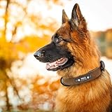 Didog Hundehalsband, weiches, gepolstertes, Leder, mit personalisierbarem, graviertem Namensschild, D-Ring. Für kleine und mittelgroße Hunde geeignet.