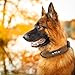 Didog Hundehalsband, weiches, gepolstertes, Leder, mit personalisierbarem, graviertem Namensschild, D-Ring. Für kleine und mittelgroße Hunde geeignet.