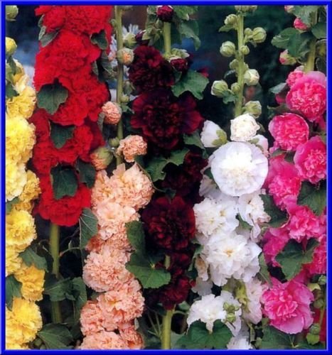 Doppia Mix Malvone di Chater 15 Semi Bella lanuginoso Fiori - grandi Colori!