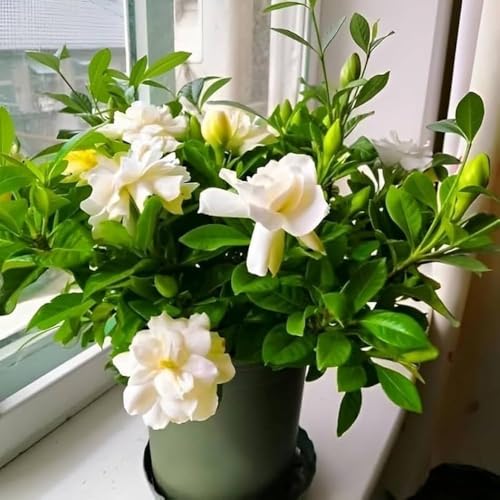 Image of Gardenia Gandharaj Live Plant with Pot | Fragrant White Flowering Plant for Home Garden Balcony Terrace | Natural Air-Purifying Ornamental Plant | Indoor Outdoor Decorative Plant ? Pack of 1