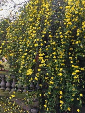 Arbusto De Flor Amarilla