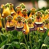 semillas de flores raras contrareembolso 🌱 SERVICIO: Brindamos un servicio postventa 100%. Si tiene alguna pregunta sobre nuestros productos, venga a la tienda para realizar una consulta.