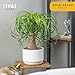 Costa Farms Ponytail Palm Live Plant in Decorative Pot, Easy to Maintain Indoor Houseplant, Perfect for Home, Room, or Office Decor, Great House Warming or Birthday Gift, 12-22 Inches Tall