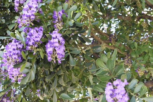 Texas Mountain Laurel Live Plant Mescal Bean Frijolito Bluish Lavender Fragrant Flowers Grape Soda Tree Starter (Seed Starter)