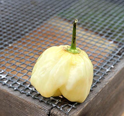 Paquete de semillas prémium de pimienta habanero blanca gigante + más