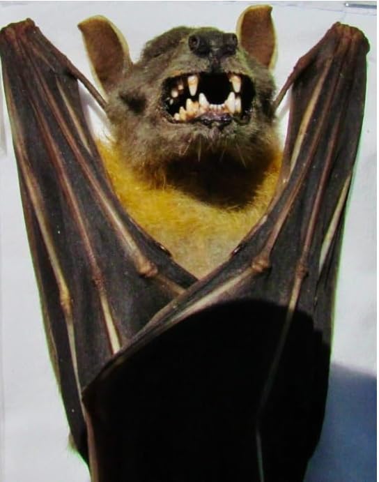 Real Framed Preserved MUMMIFIED BAT Hanging Position Cynopterus Brachyotis