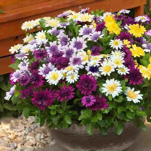 50pcs South African Marigold Seeds – Vibrant Orange & Yellow Blooms Annual Flower Seeds for Garden Beds & Pots – Ideal for Summer Decor & Gift Gardening