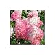 Blumen Senf  Hydrangea Paniculata Pink Lady