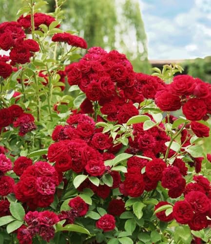 BALDUR Garten 1x Rambler-Rose 'Chevy Chase', Pflanze wurzelballiert, Kletterrose winterhart, mehrjährige Kletterpflanze, blühend, Rosa Hybride, dicht gefüllte Blüten, Rosen-Rarität