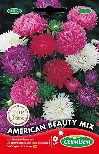 Germisem American Beauty Mix Semillas de Aster Chino 1 g, EC1509