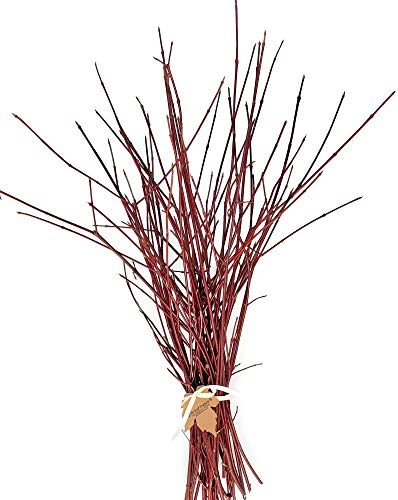 Red Dogwood Branches, 1'-2', Pack of 25 - //coolthings.us