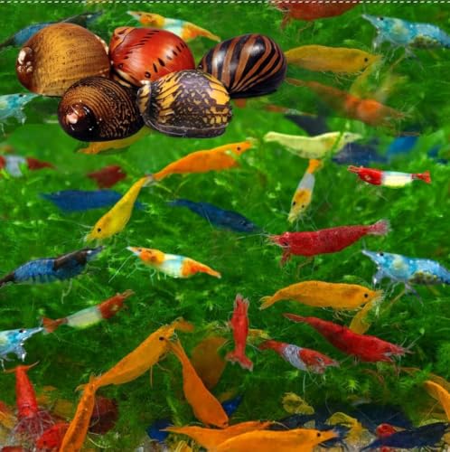 Image of Swimming Creatures Freshwater Aquarium Shrimp - A Perfect Combo to Brighten Your Aquarium! (20 Mixed + 3 Assorted Nerite SNAlL)