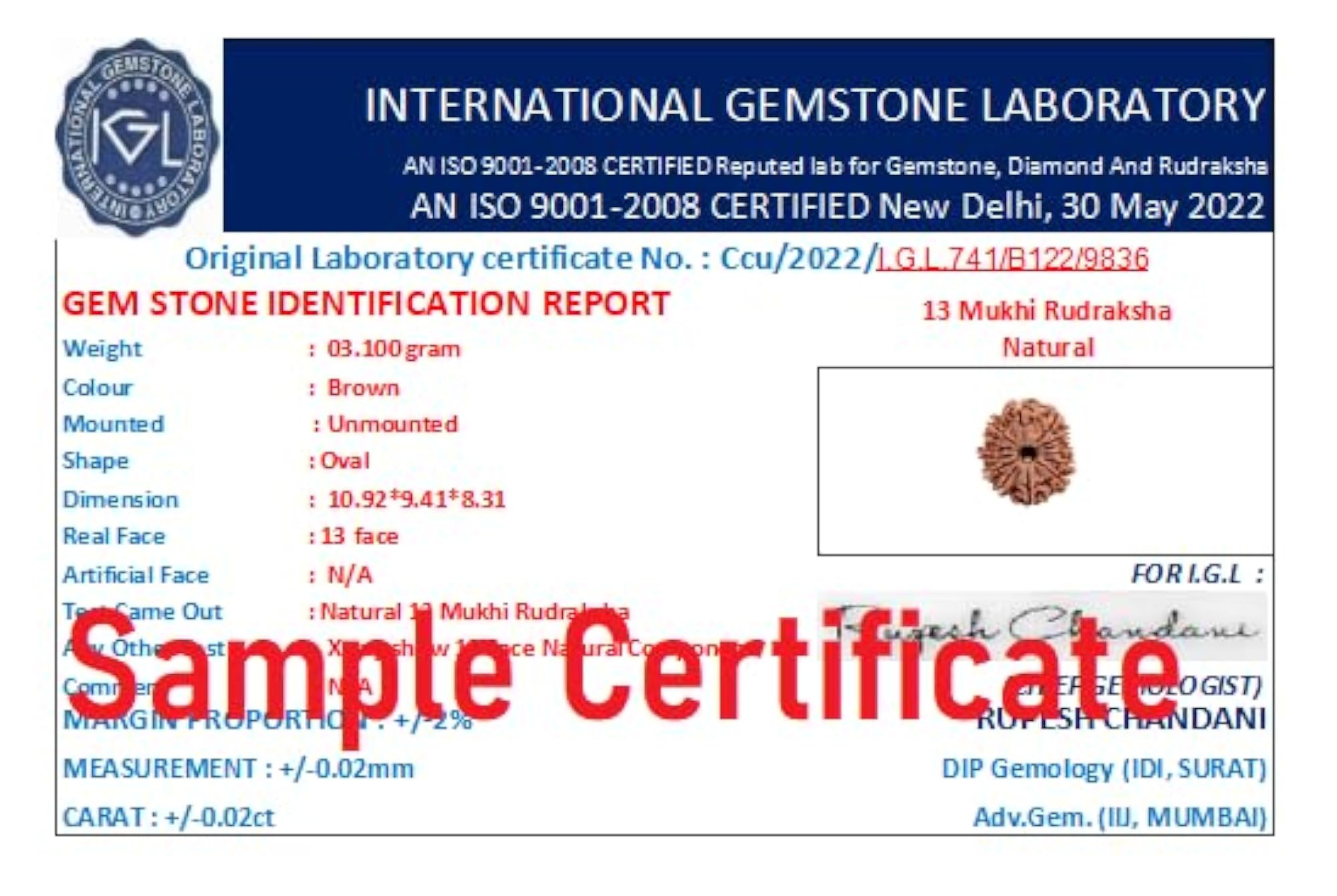 Nepali 13 Faced Rudraksha Blessed by Lord Kaamdev