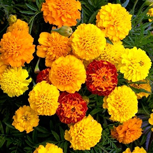 25 Dwarf French Marigold Petite Mixture Seeds - Yellow & Orange - 25 Seeds