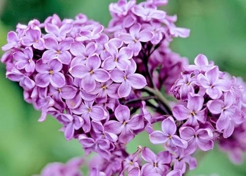 Two Pack Of Common Old Fashioned Lilac Bushes - Fragrant Lavender Purple Flowers - 2 Live Plants 1 To 2 Feet Tall - Attract Hummingbirds And Butterflies #TOP7