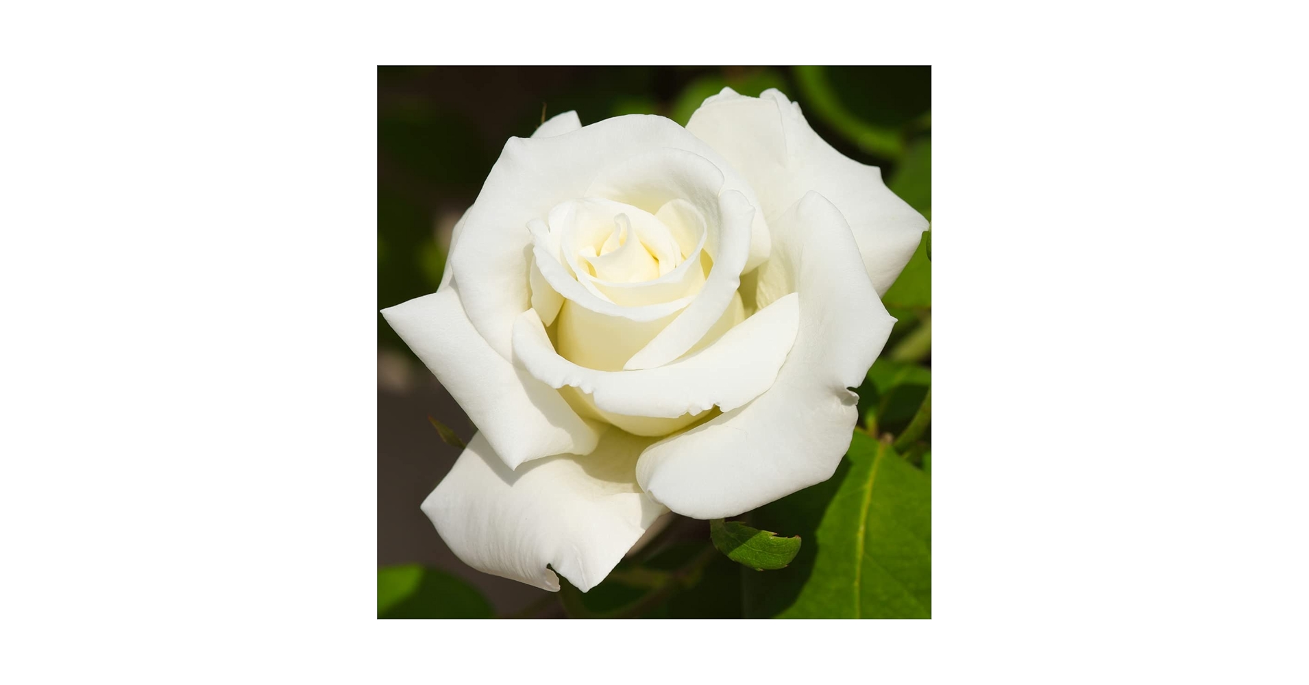 Amazon.com : VAN ZYVERDEN Roses White Magic 1 Root Stock,85008