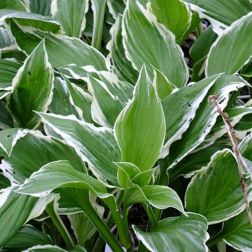 CHUXAY GARDEN Curled Plantain Lily Seed 100 Seeds White Lace Hosta for Landscape Adding a Decorative Appeal