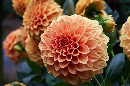 Seeds Dahlia Pompon Mix Flower Annual Beautiful Outdoor Garden Cut For Planting Non Gmo #TOP5