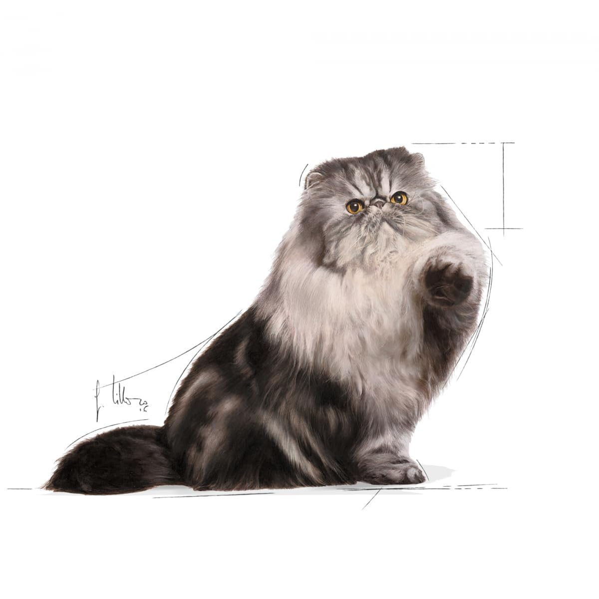 ロイヤルカナンペルシャ猫用ドライフード 2kg x 2セット ロイヤルカナン（ROYAL CANIN） 正規品 猫ドライ エイジング 15+ 2kg