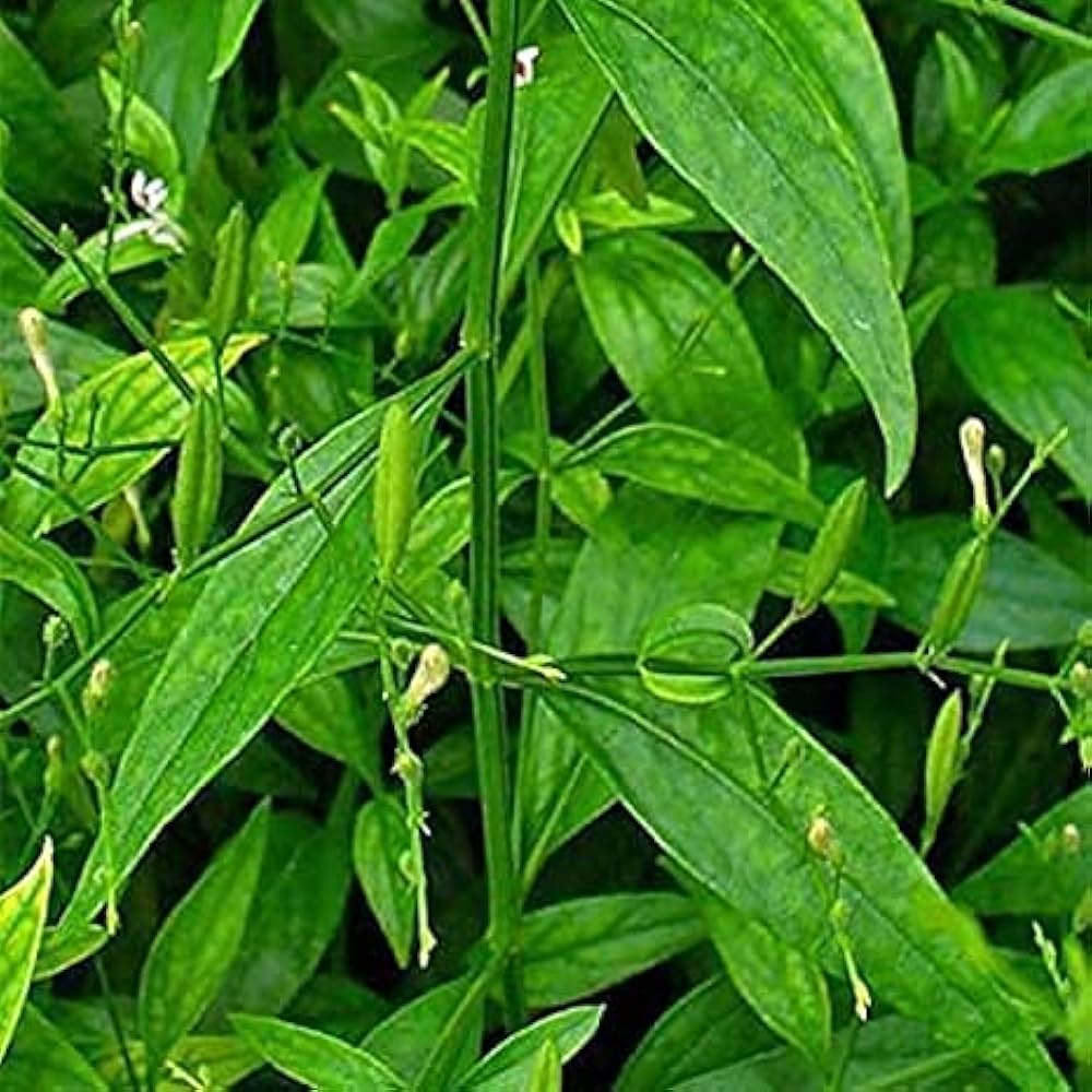 HERBALISM Chirata Charaita Chirayata Bhunimba Swertia