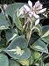 Dream Queen Hosta - Thick Blue Leaves - White Flowers - Quart Pot
