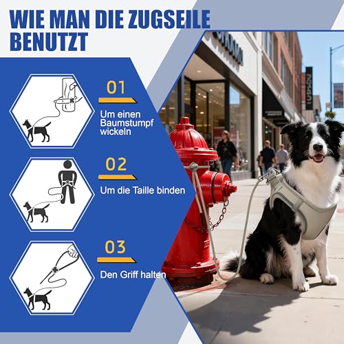 Hundegeschirr Set L mit 255cm Langer Leine – Gepolstertes Softgeschirr für mittlere Hunde – Sicherer Halt & Optimale Kontrolle durch Step-In Design – Beige