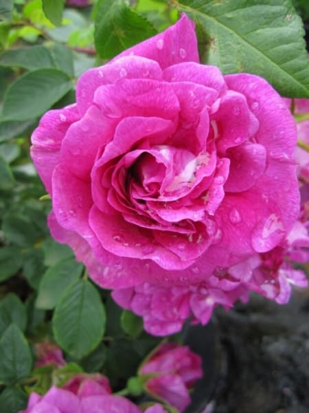 Parkrose Hansa® - Rosa rugosa Hansa® - violettrot - Duft++++