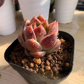 Amazon.co.jp: 農園直売 多肉植物 寄せ植え エケベリア属 ダーク Amazon.co.jp: 農園直売 多肉植物 寄せ植え エケベリア属 ダーク