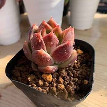 No.450 ❁ブラックローズ❁ 抜き苗 多肉植物 寄せ植え 51WGl1dmdzL._UF350,350_QL50_.jpg