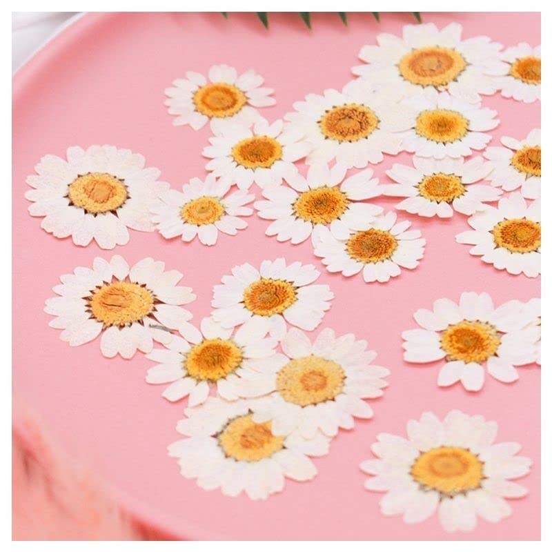 Flores prensadas margarita blanca secas naturales 100 piezas miniatura 1