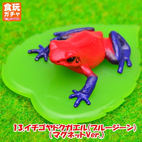 Amazon.co.jp: 【ヤドクガエル マグネット × ストラップ】リマニー