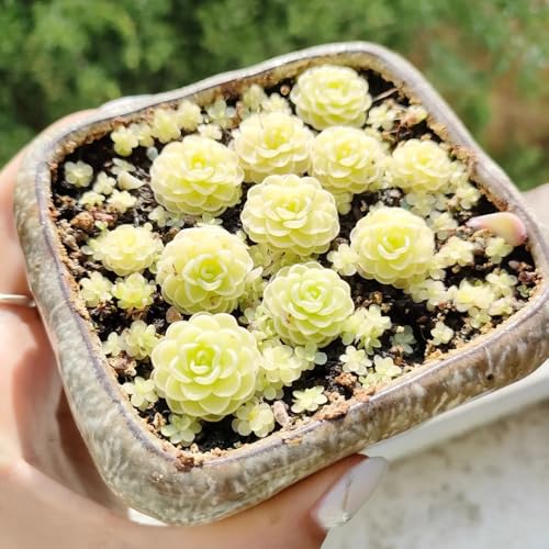 semillas de carnívora pingüinera resistentes para el jardín de pingüinera de jardín de rocas resistentes, balcón 250pcs