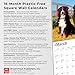 Bernese Mountain Dogs | 2026 12 x 24 Inch (Hanging) Monthly Square Wall Calendar | Plastic-Free | BrownTrout | Animals Breeds