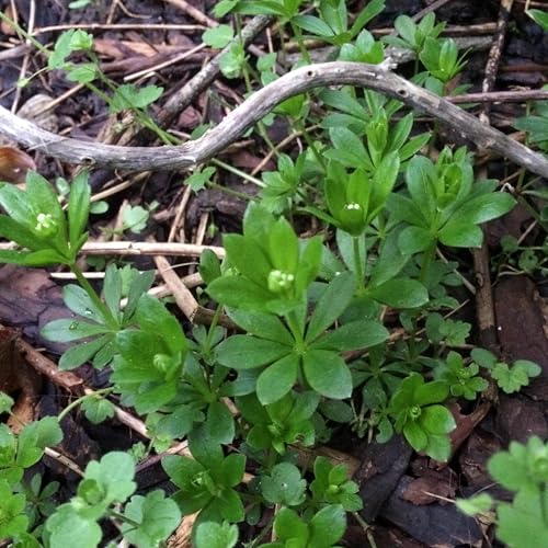 Waldmeister (Galium odoratum) ca. 60 Bio-Samen Duftlabkraut Wohlriechendes Labkraut Waldmännchen Maikraut