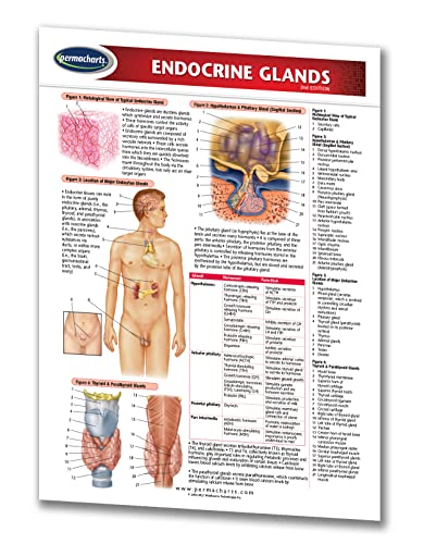 Permacharts - Endocrine Glands Chart Single Panel - -