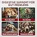 Probiotics for Dogs Digestive Health - Probiotic Chews for Gut Health, Itchy Skin Yeast, Diarrhea - USA Product - Immune Support Supplement - Dog Digestive Support & Allergy Relief Chews with Enzymes