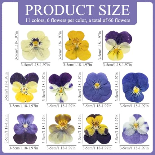 24 Flores Secas Naturales para Manualidades DIY miniatura 7