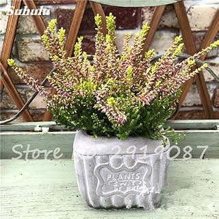Seeds New bonsaïpianta 50 pc Mixed All Over The Seeds Star of Heaven, Gypsophila Rare Seedss Bonsai Flowers, Starry Seeds, Garden Decor 14: Only Seeds