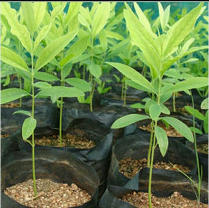 white chandan tree original plant (Pack of 2) (B0CTWZWCJT) Amazon Price History, Amazon Price Tracker