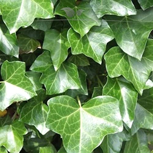 Irischer Efeu Hedera hibernica 80-100 cm IM TOPF. 10-500 Pflanzen. Winterhart - 10 St. (ca. 2 Meter)