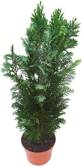 Árbol Natural - CIPRÉS - Seto para el Exterior